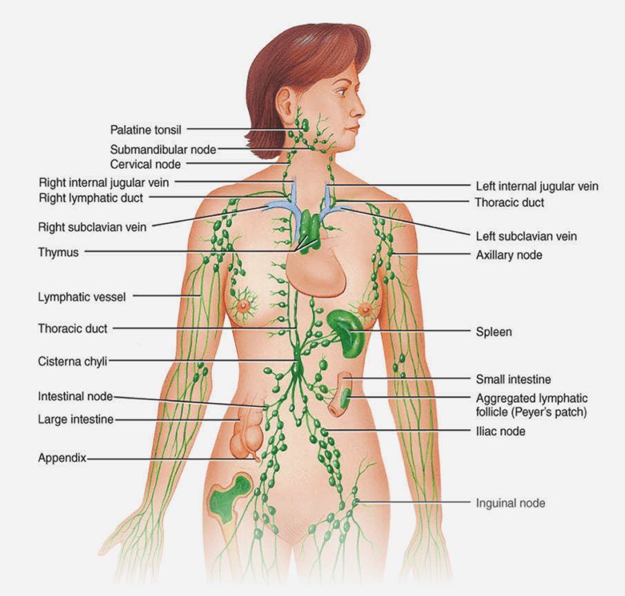 Lymphatics of abdomen and pelvis: Anatomy and drainage